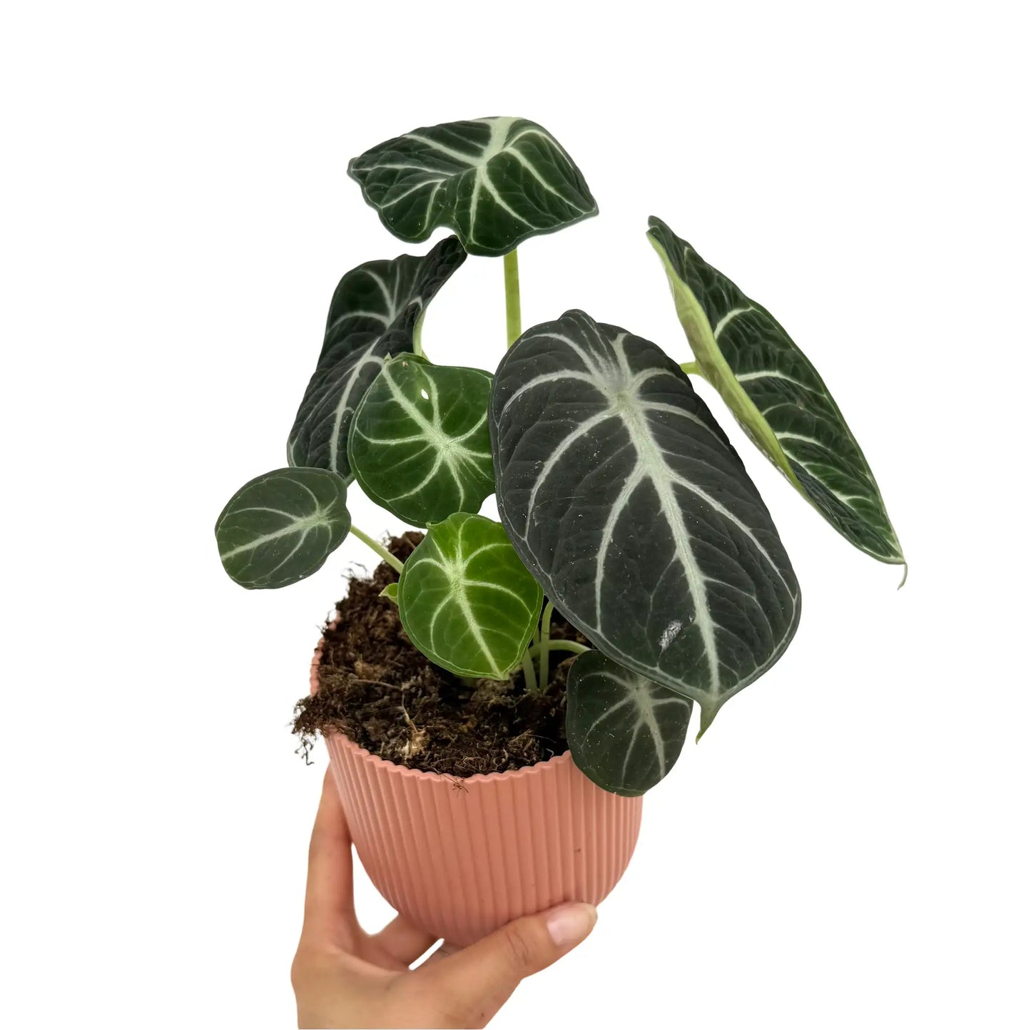 Alocasia Black Ninja
