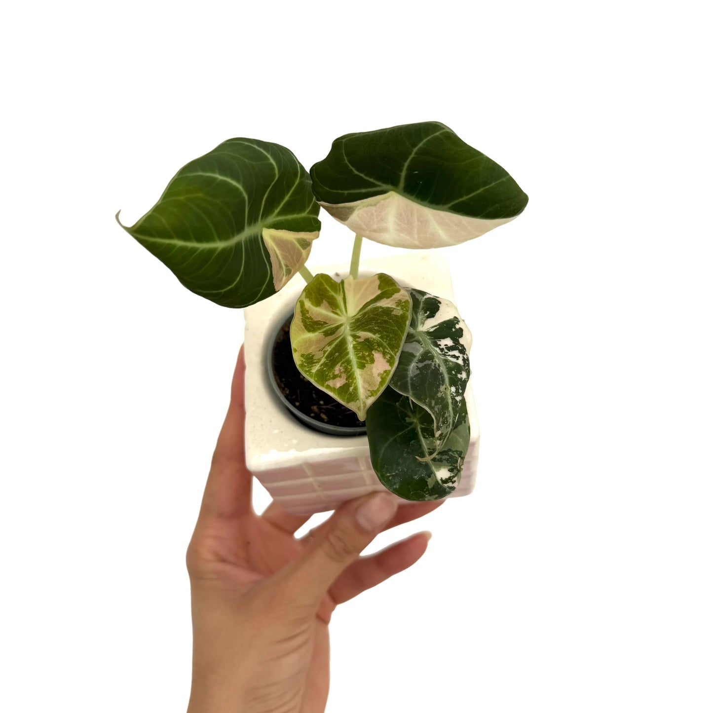Alocasia Black Velvet Pink Variegata aux feuilles vertes, roses et blanches, dans un pot carre blanc design