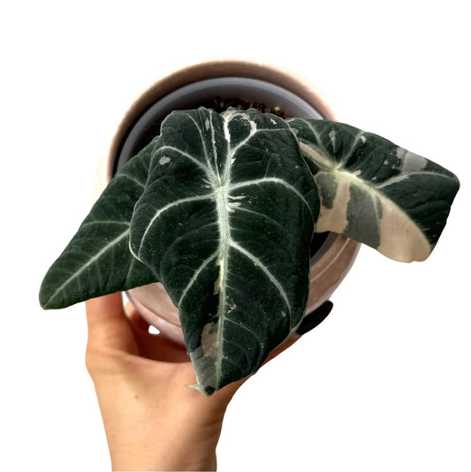 Alocasia Black Velvet Pink Variegata