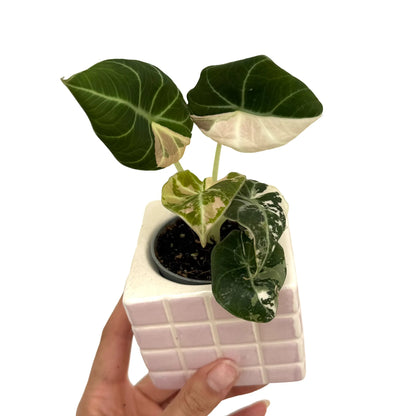 Alocasia Black Velvet Pink Variegata avec un feuillage panaché de rose, blanc et vert foncé dans un pot rose clair