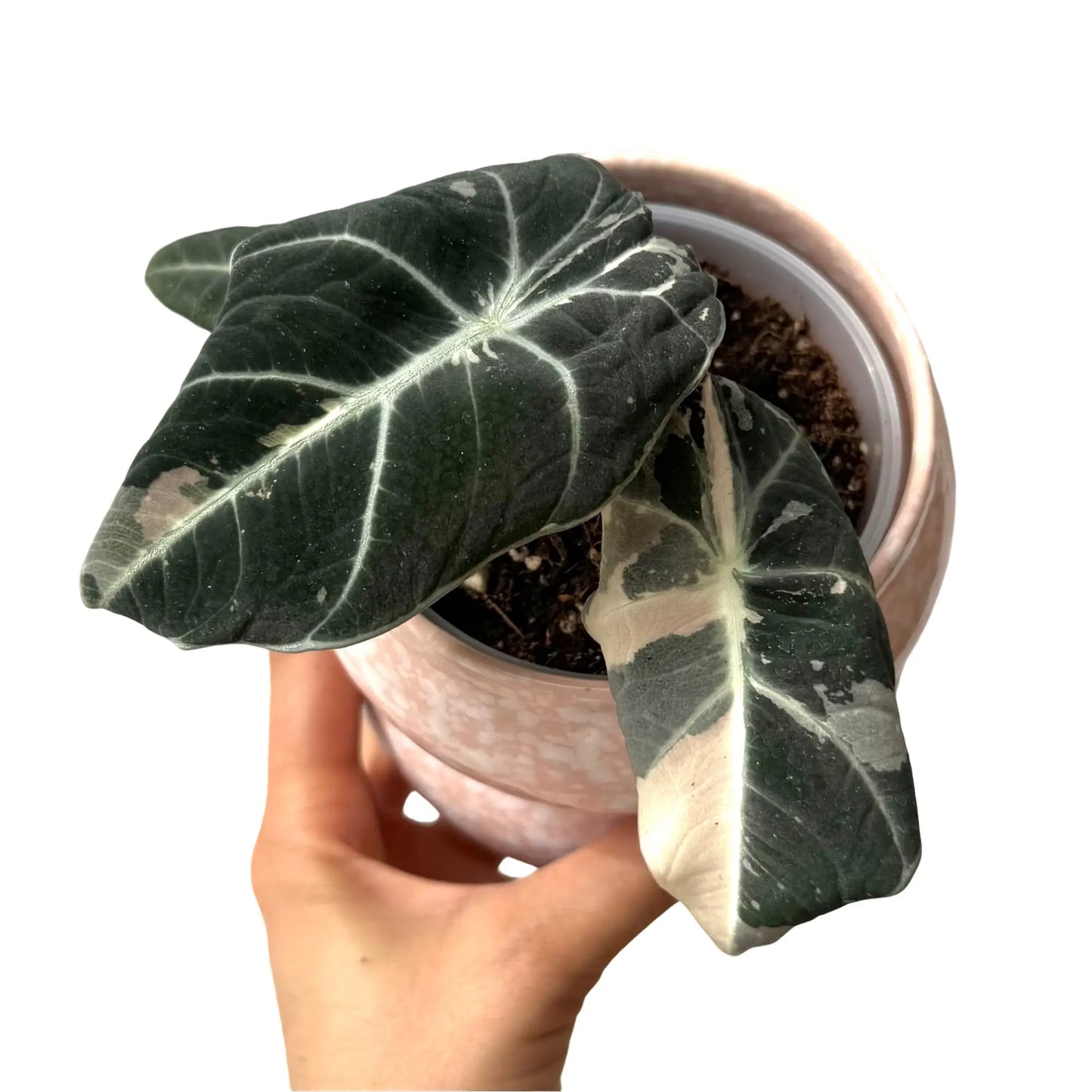 Alocasia Black Velvet Pink Variegata