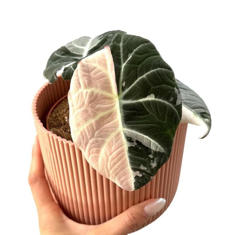 Alocasia Black Velvet Pink Variegata