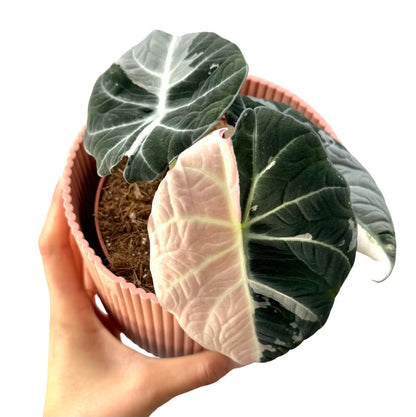 Alocasia Black Velvet Pink Variegata