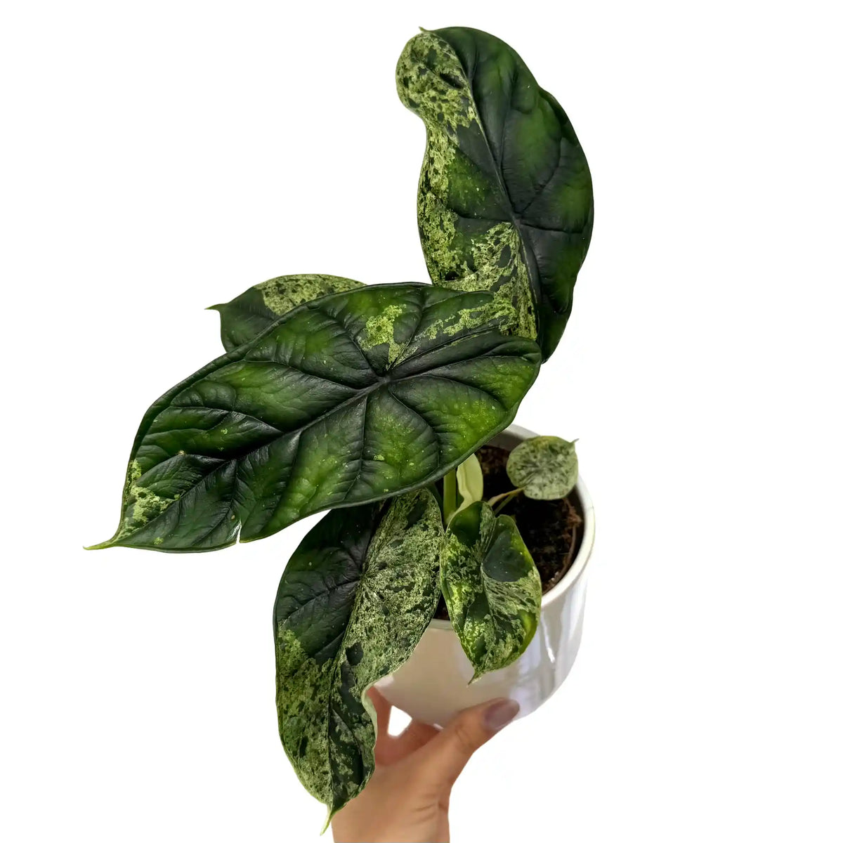 Magnifique Alocasia Dragon Scale Marble Mint aux grandes feuilles vertes veinées de vert clair panaché, dans un pot blanc