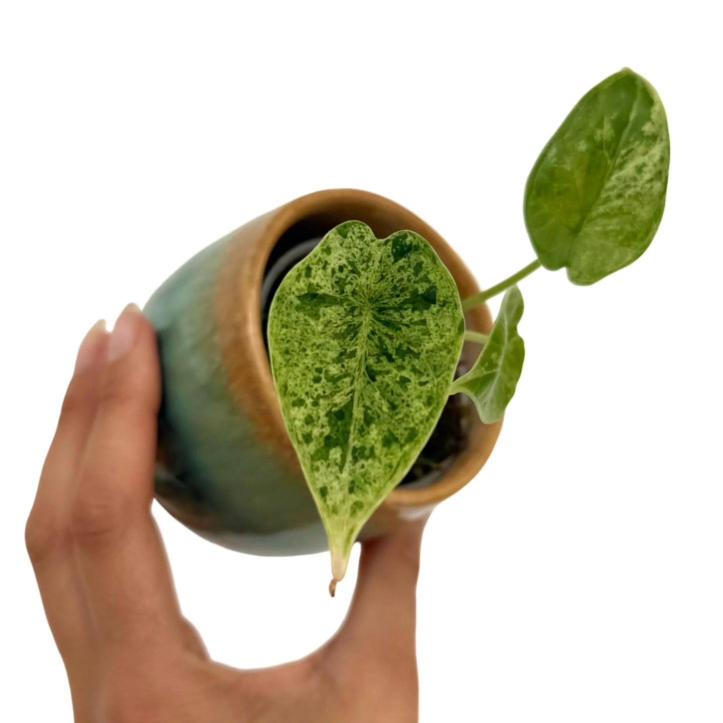 Alocasia Dragon Scale Marble Mint avec son feuillage panaché vert et blanc dans un petit pot en céramique émaillée bicolore