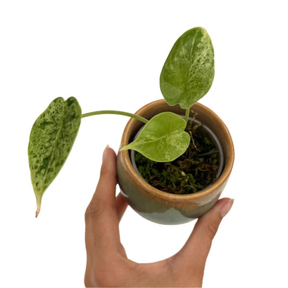 Jeune Alocasia Dragon Scale Marble Mint aux feuilles vert marbré clair dans un petit pot en céramique bicolore