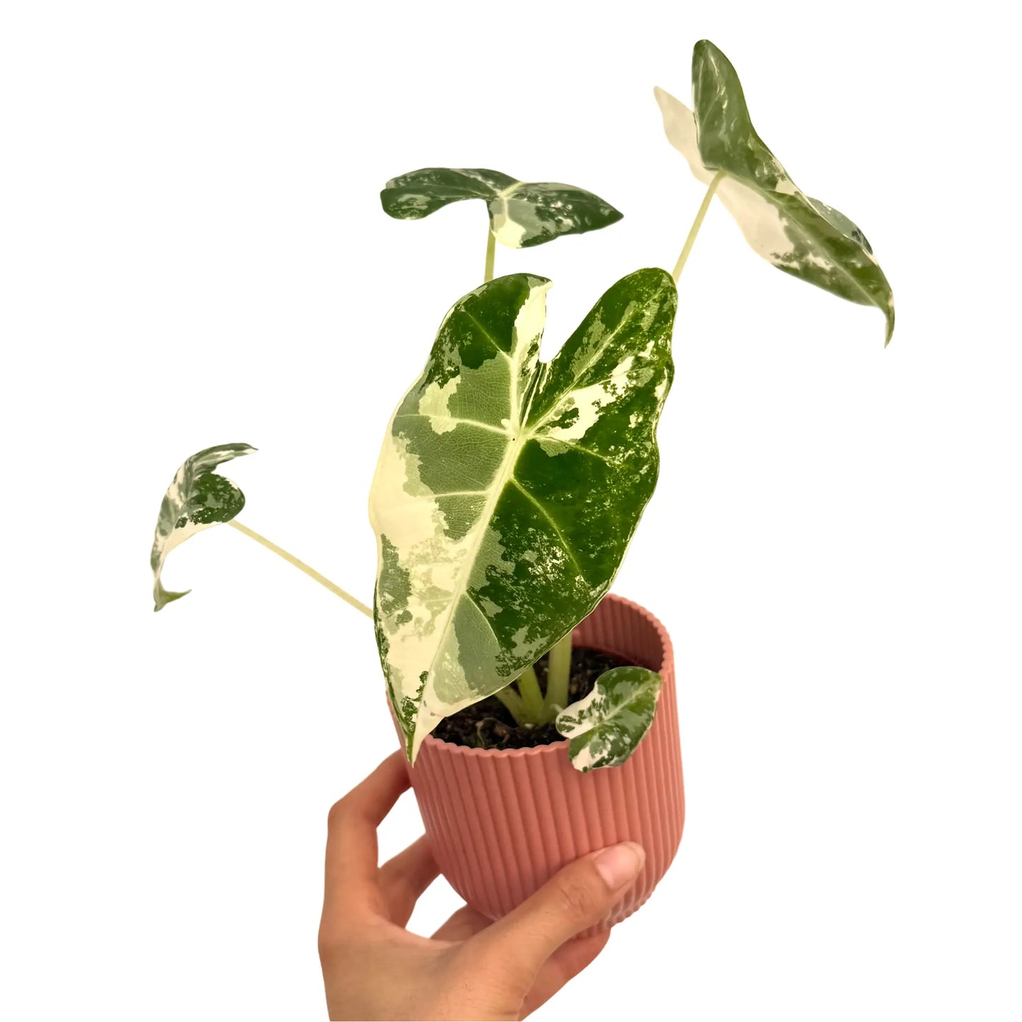 Alocasia Frydek (Variegata)