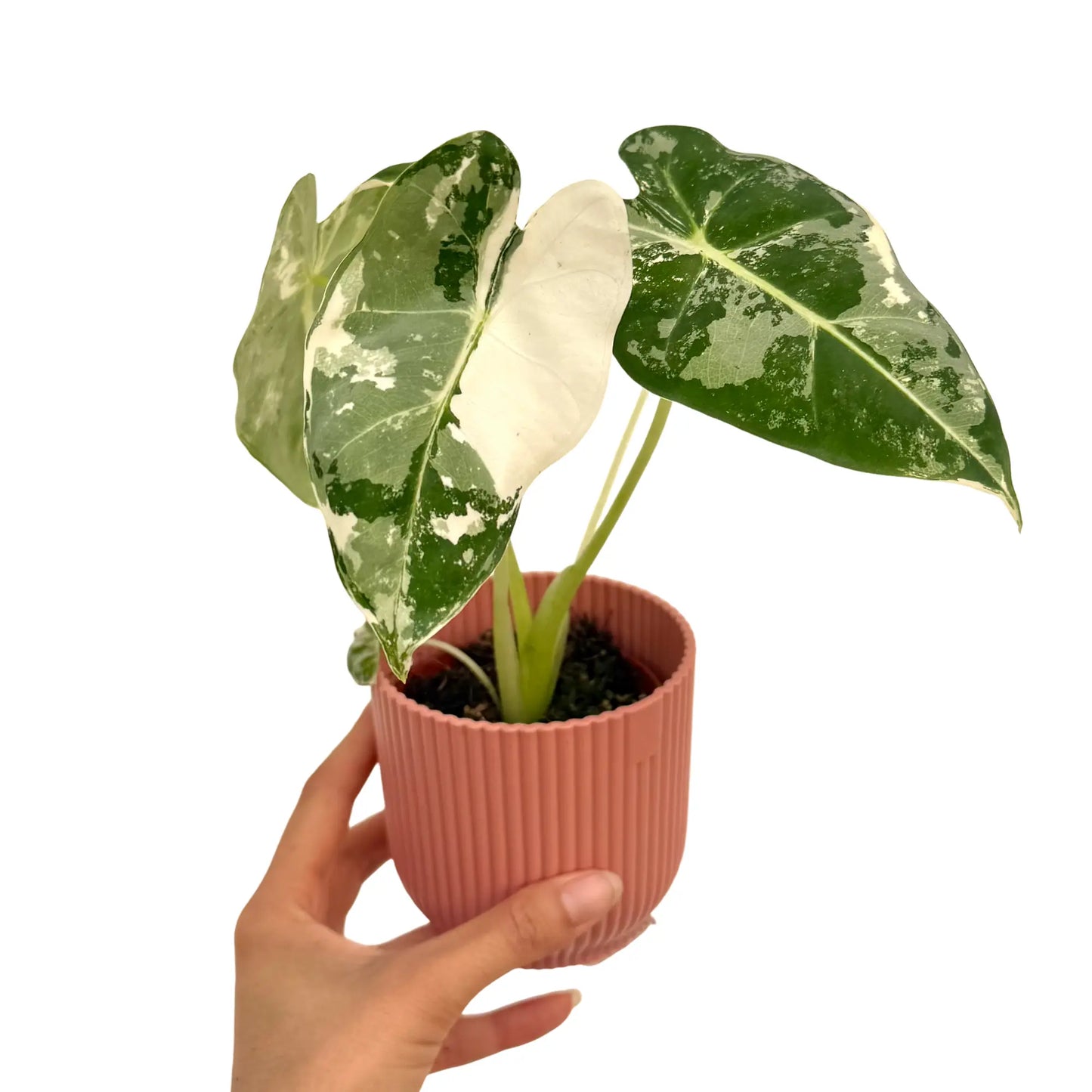 Alocasia Frydek (Variegata)