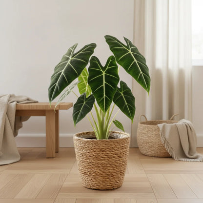 Alocasia Frydek, plante d'intérieur élégante, pot de 19cm, hauteur 60cm. Parfaite pour votre décoration verte.