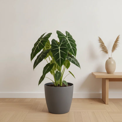 Alocasia Frydek, plante d'intérieur de 60cm, en pot de 19cm. Feuillage vert intense et nervures blanches.