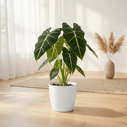 Alocasia Frydek, plante d'intérieur de 60cm en pot de 19cm. Feuillage vert velouté et nervures marquées.