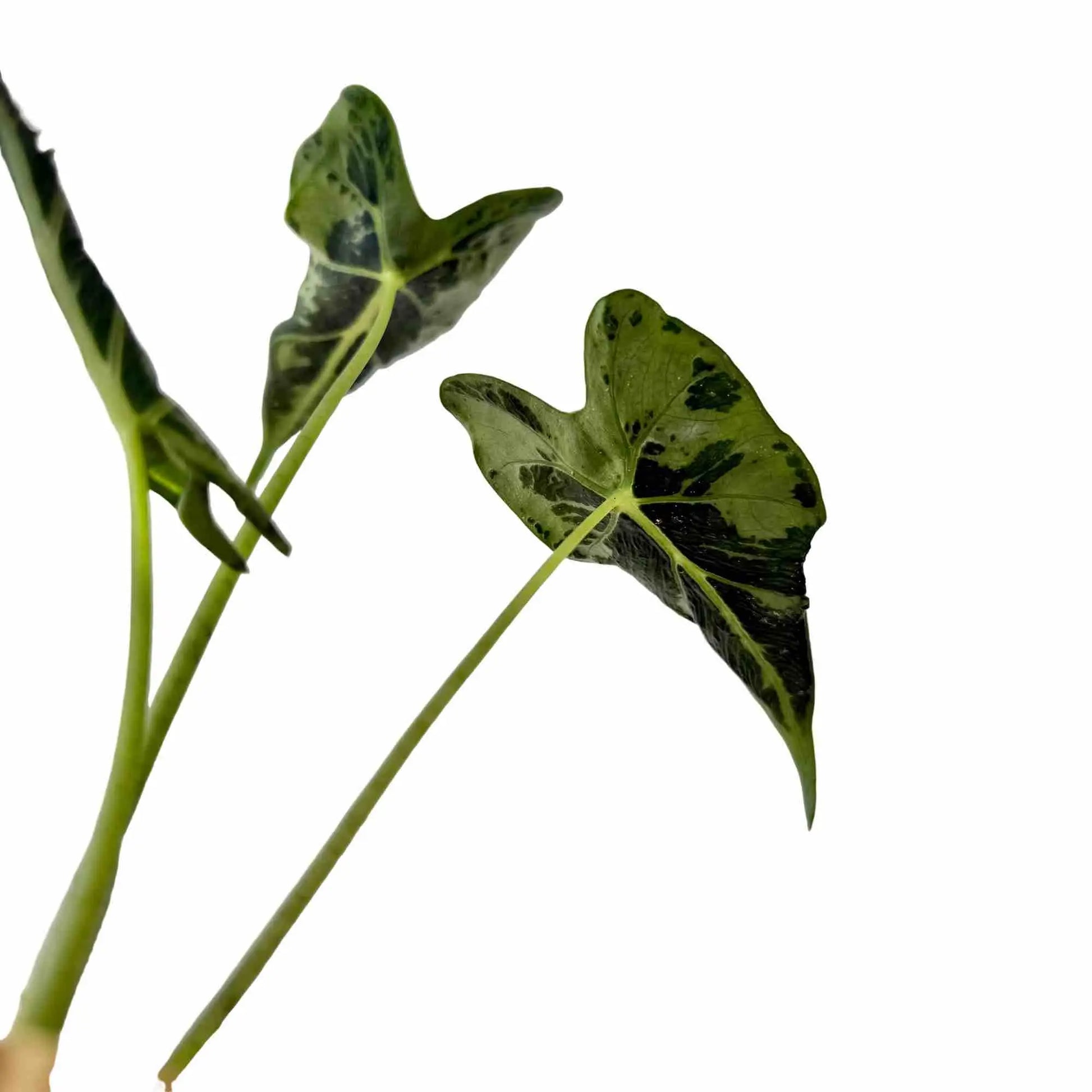 Alocasia Frydek Tattoo - plantandstories
