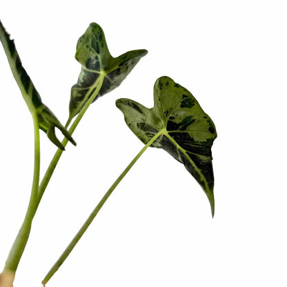 Alocasia Frydek Tattoo - plantandstories