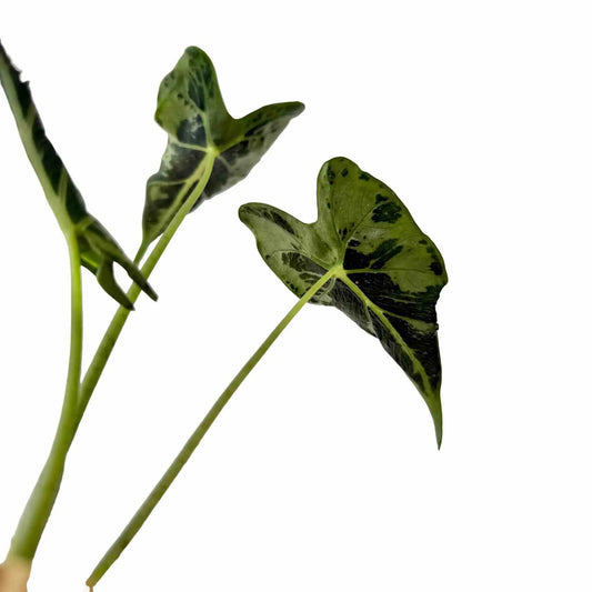 Plant d'Alocasia Frydek Tattoo aux feuilles vert foncé et motifs clairs, sur un fond blanc pur