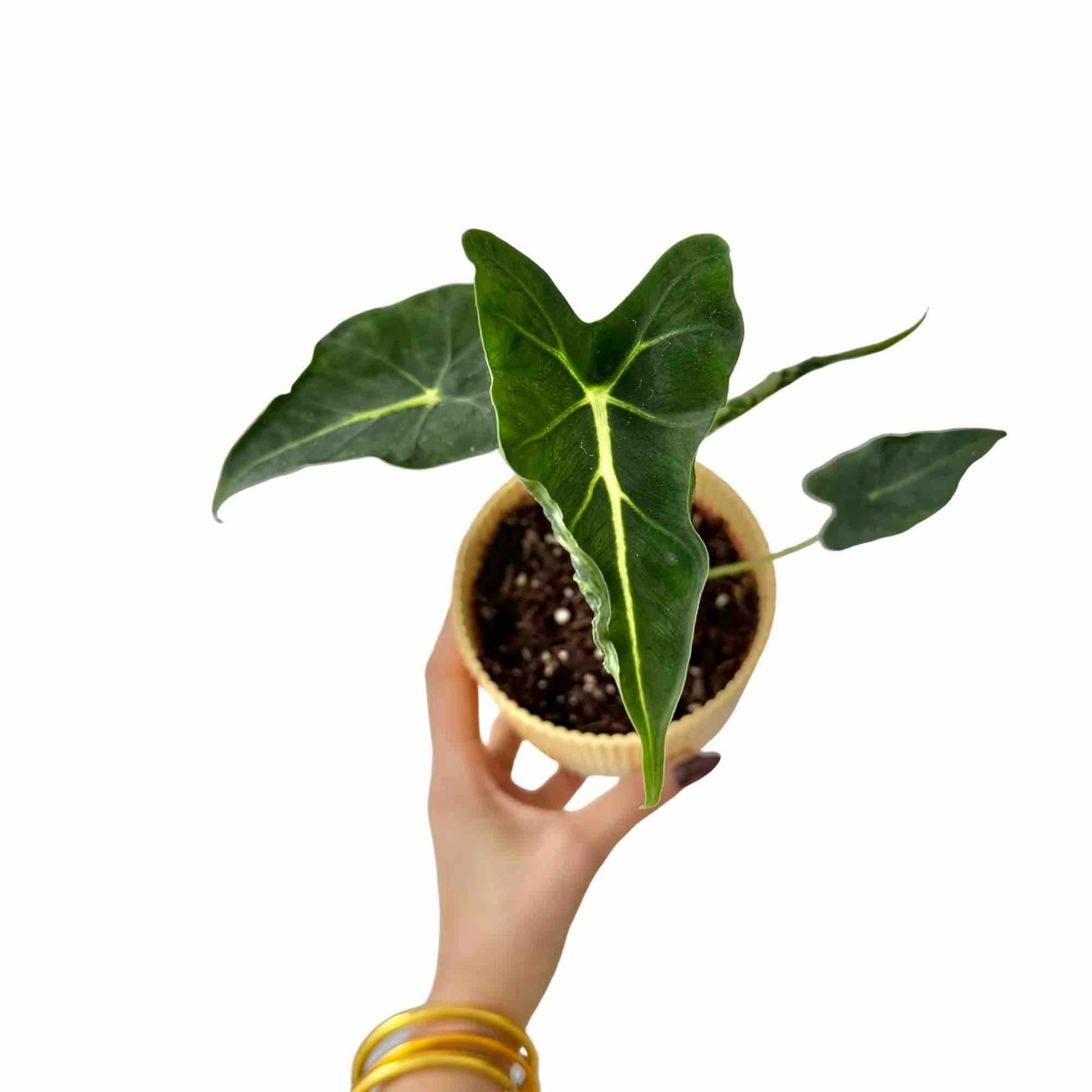 Alocasia Frydek Tattoo - plantandstories