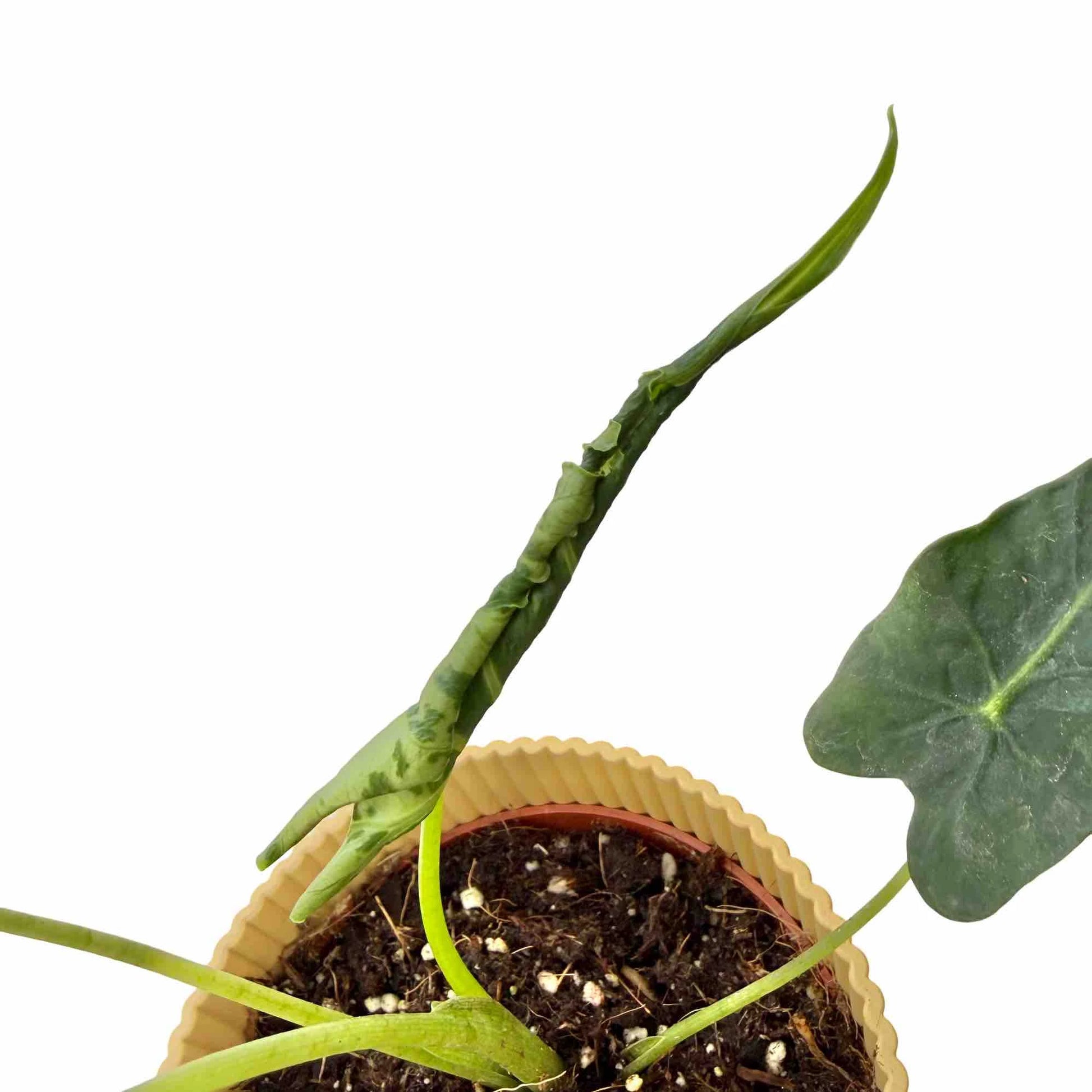 Alocasia Frydek Tattoo - plantandstories