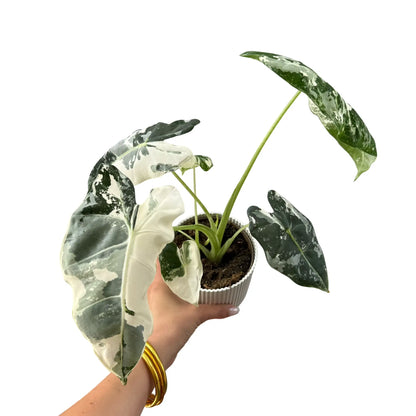 Alocasia Frydek Variegata Rare Elegance Foliage – plantandstories