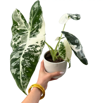 Alocasia Frydek (variegata) - plantandstories