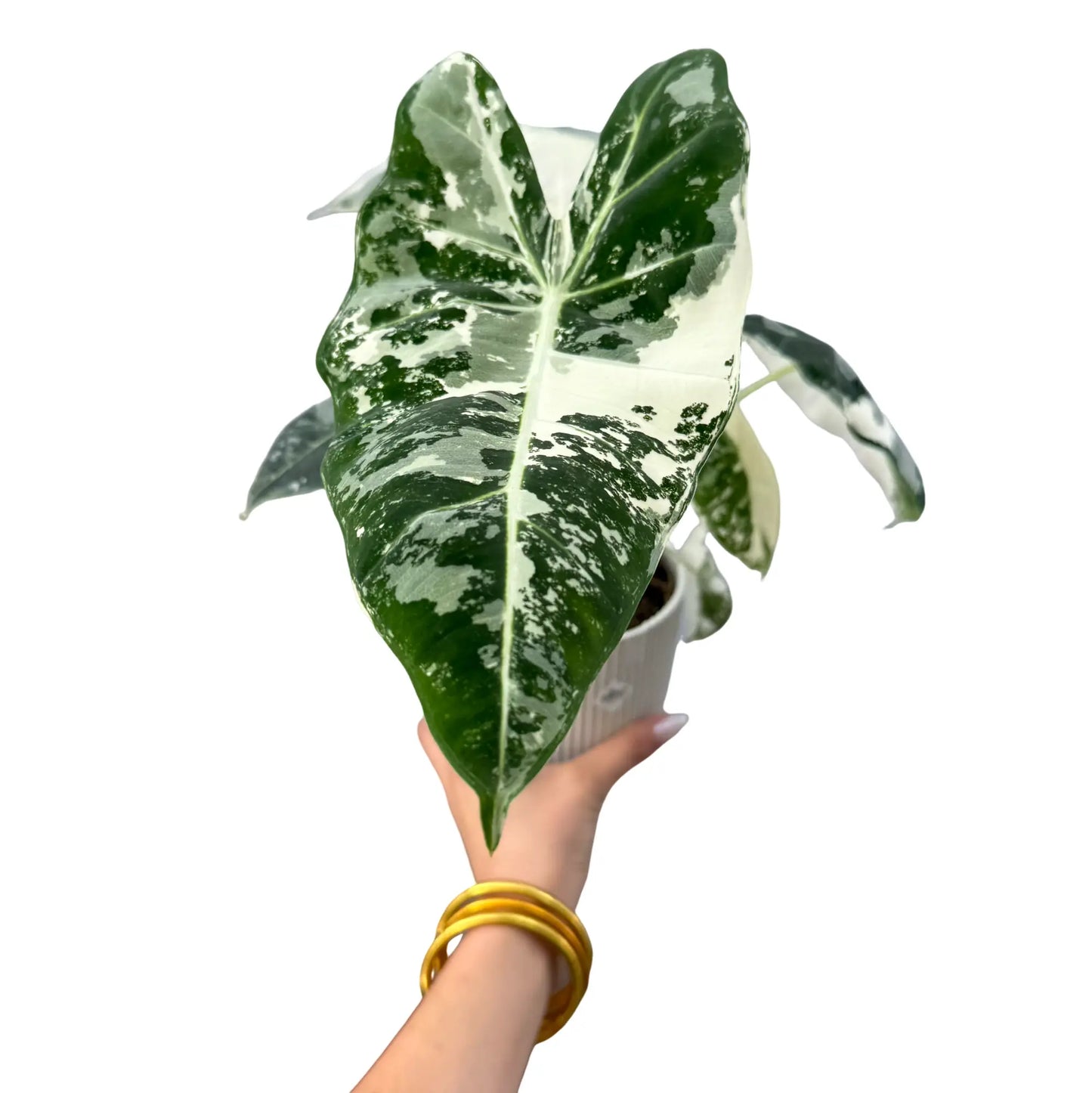 Alocasia Frydek (variegata) - plantandstories