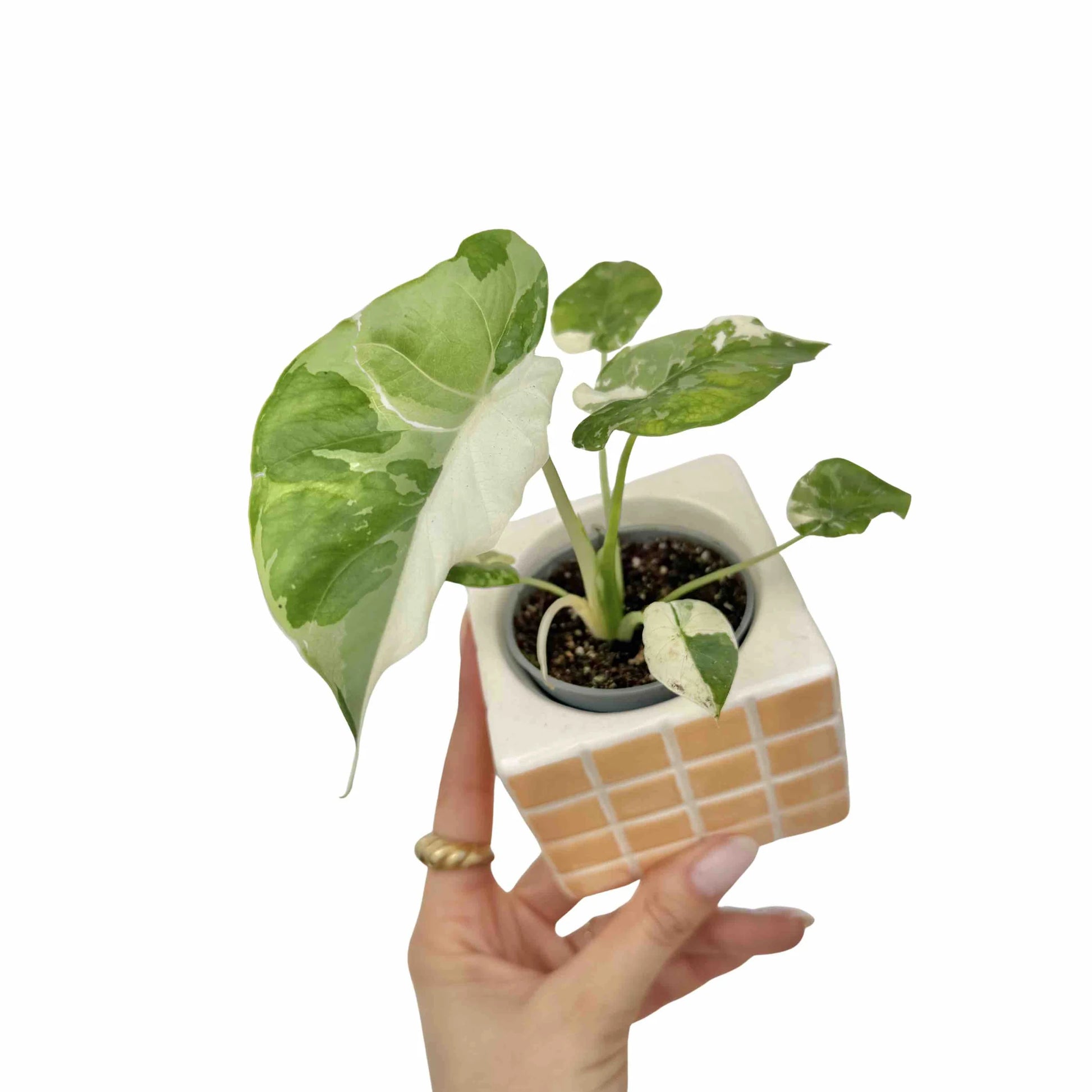 Alocasia Gageana Albovariegata - plantandstories