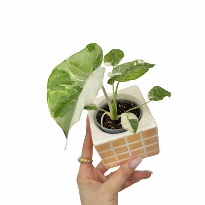 Alocasia Gageana Albovariegata - plantandstories