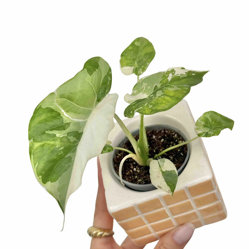 Alocasia Gageana Albovariegata