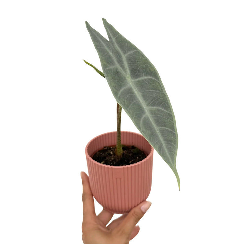Alocasia Longiloba Silver