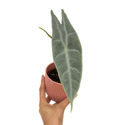 Alocasia Longiloba Silver