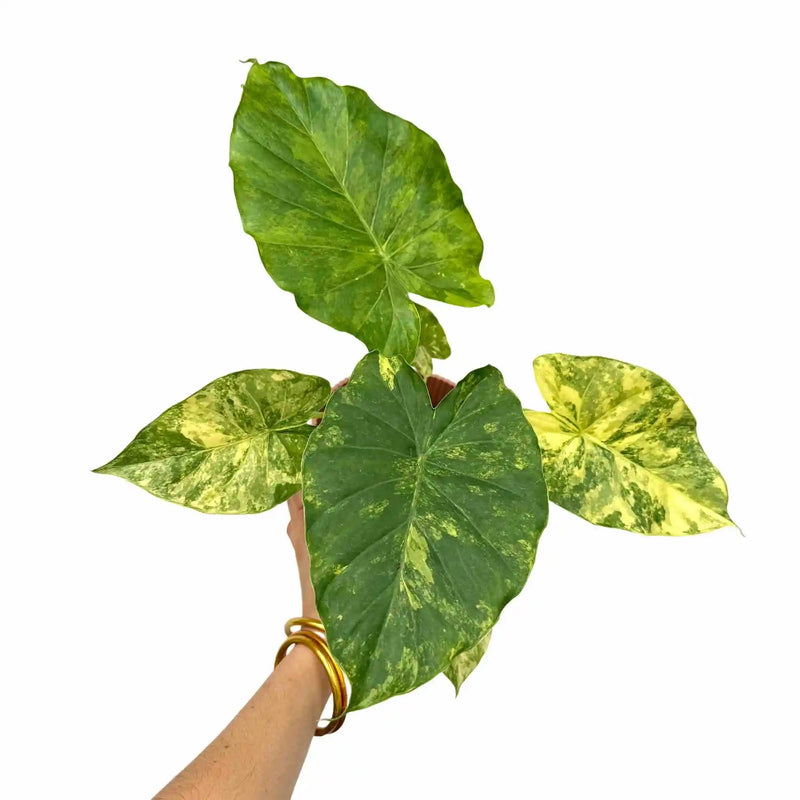 Alocasia Macrorrhiza aurea variegata