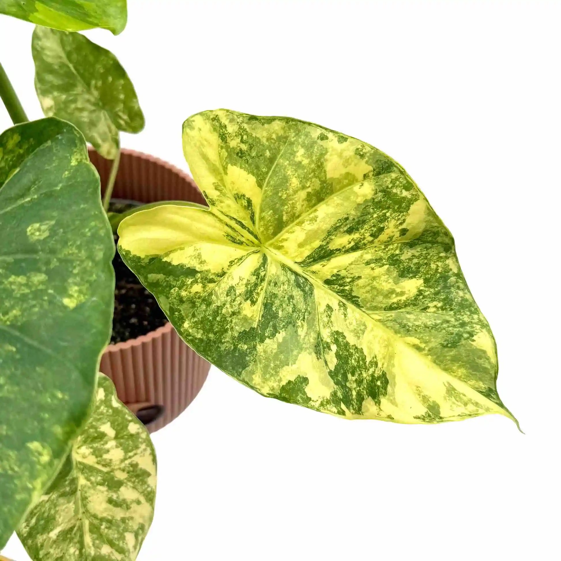 Alocasia Macrorrhiza Aurea Variegata : plante rare dorée – plantandstories
