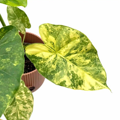 Alocasia Macrorrhiza aurea variegata - plantandstories
