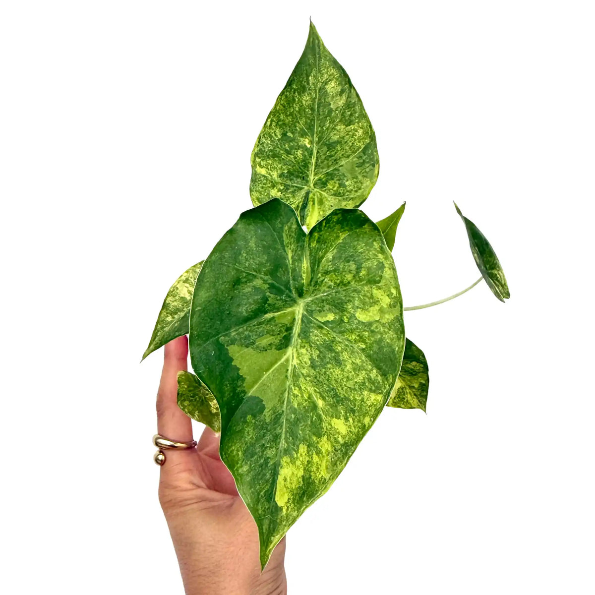 Alocasia Macrorrhiza aurea variegata avec un feuillage panaché de vert foncé et de jaune clair sur fond blanc