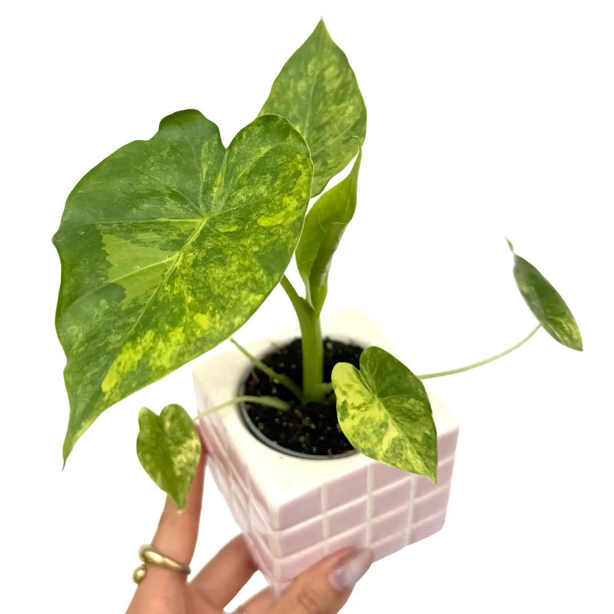 Jeune Alocasia Macrorrhiza aurea variegata avec grand feuillage panaché vert et jaune vif, dans un pot carré rose clair