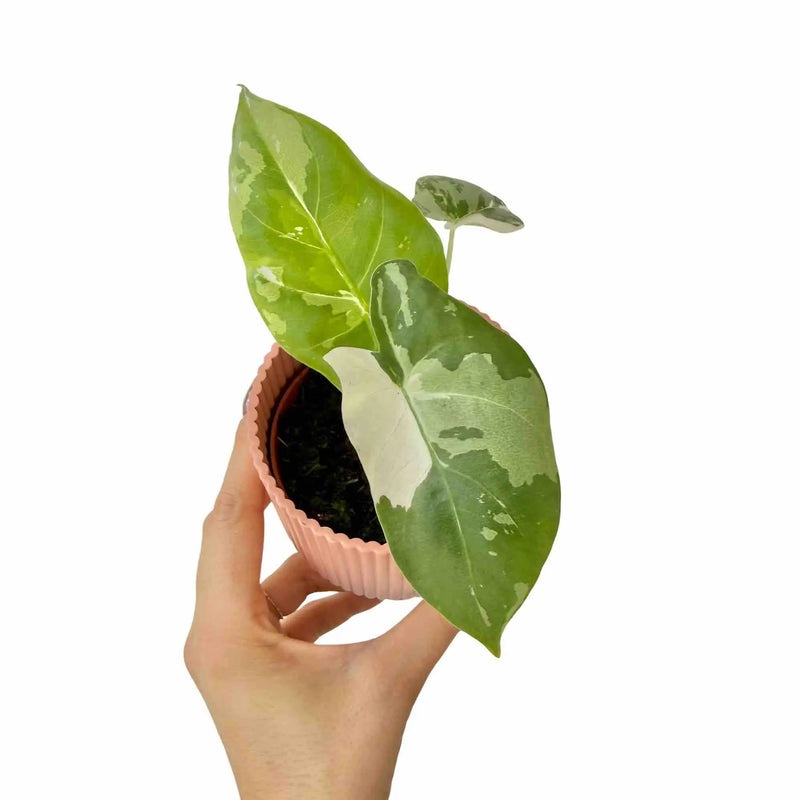 Alocasia Macrorrhiza variegata