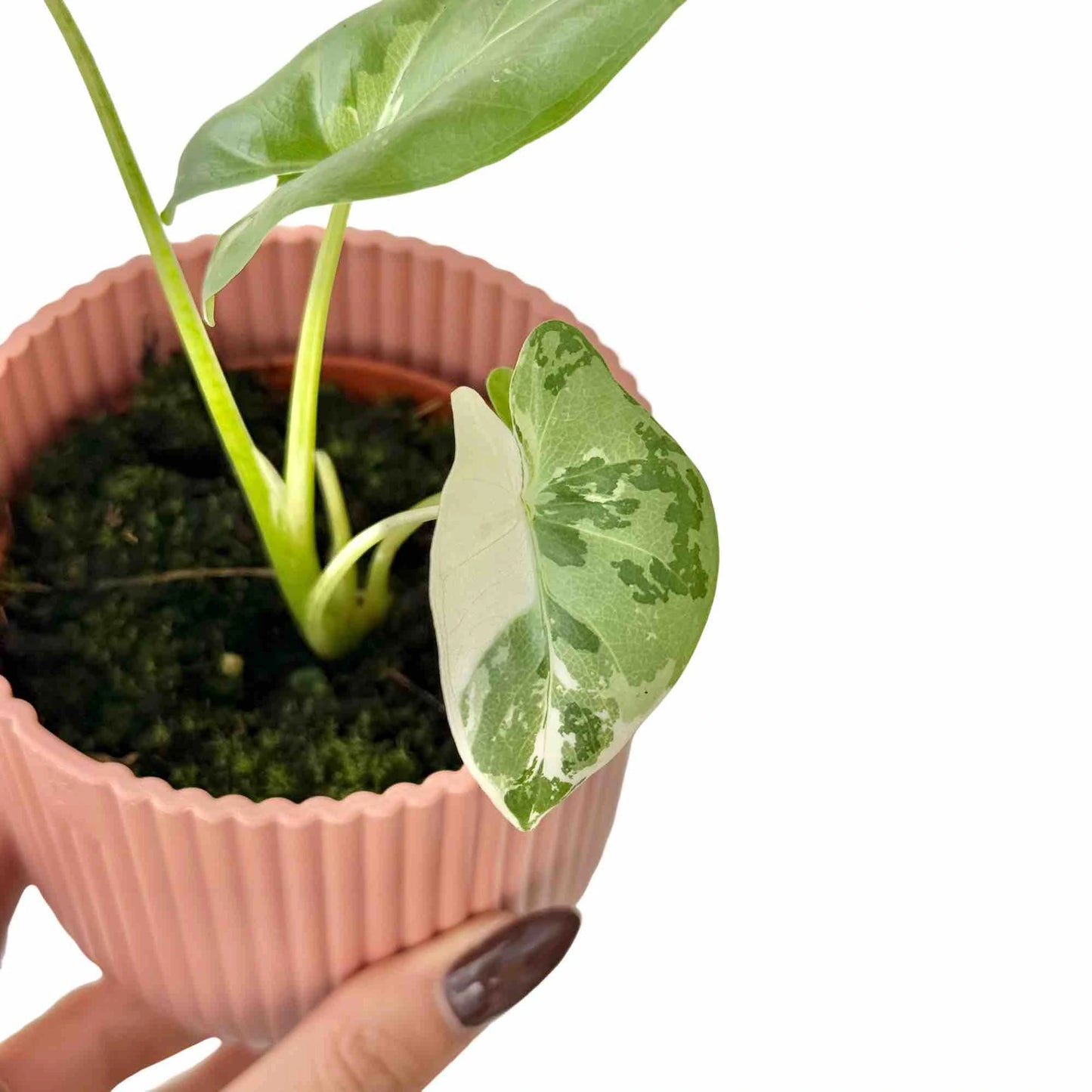 Alocasia Macrorrhiza variegata