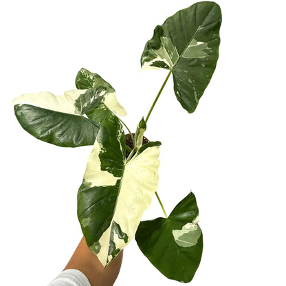 Alocasia Macrorrhiza variegata