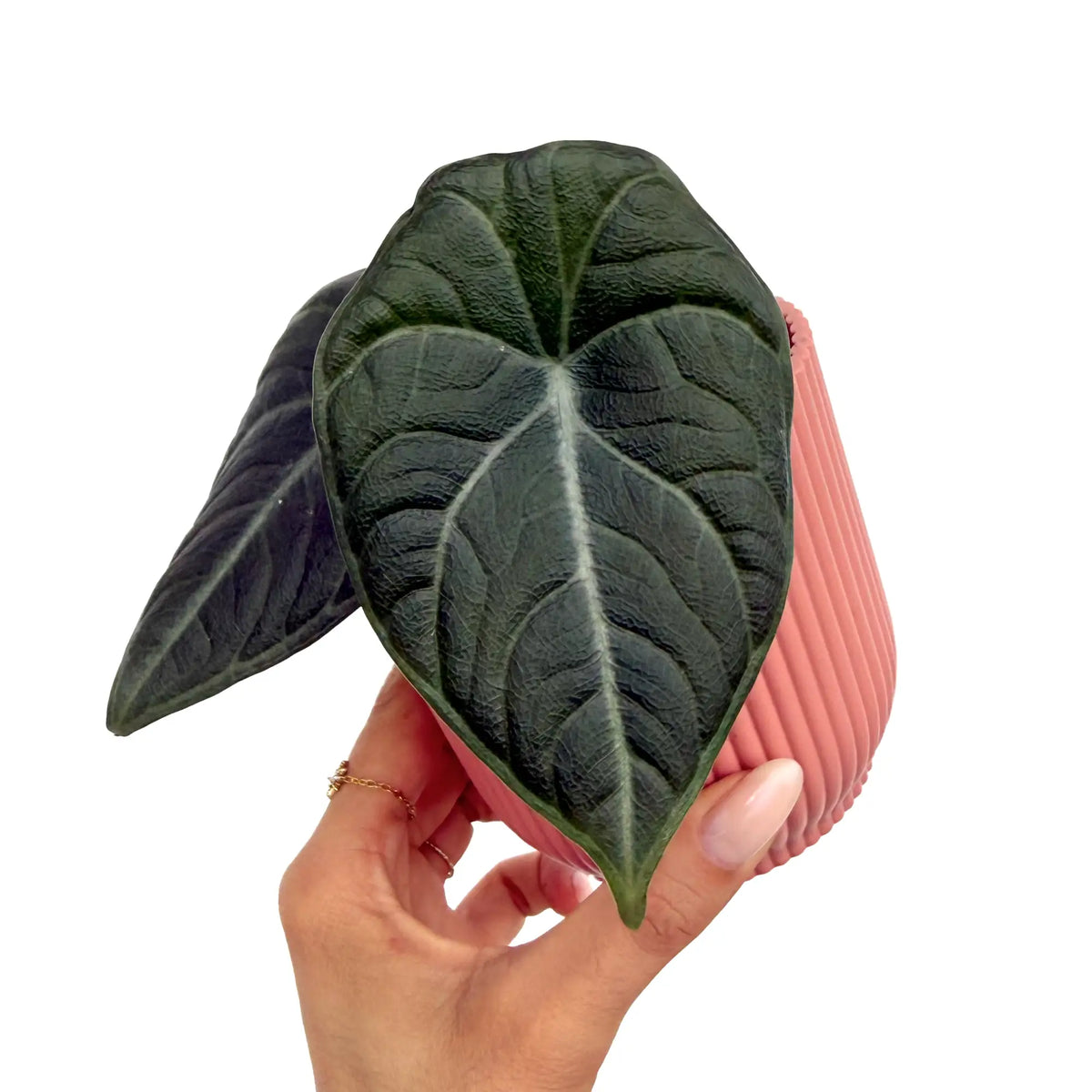 Alocasia Maharani aux feuilles vert foncé texturées avec des nervures claires dans un pot décoratif rose à rayures