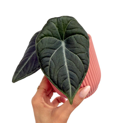 Alocasia Maharani