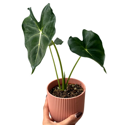 Alocasia Micholitziana Round Form