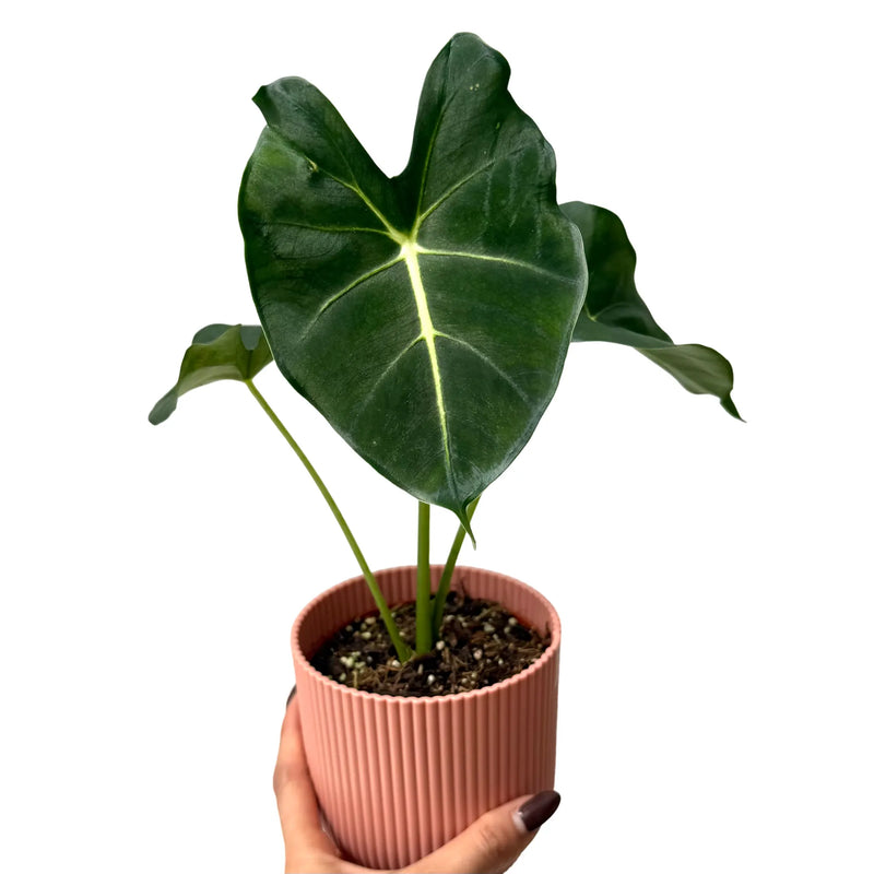 Alocasia Micholitziana Round Form