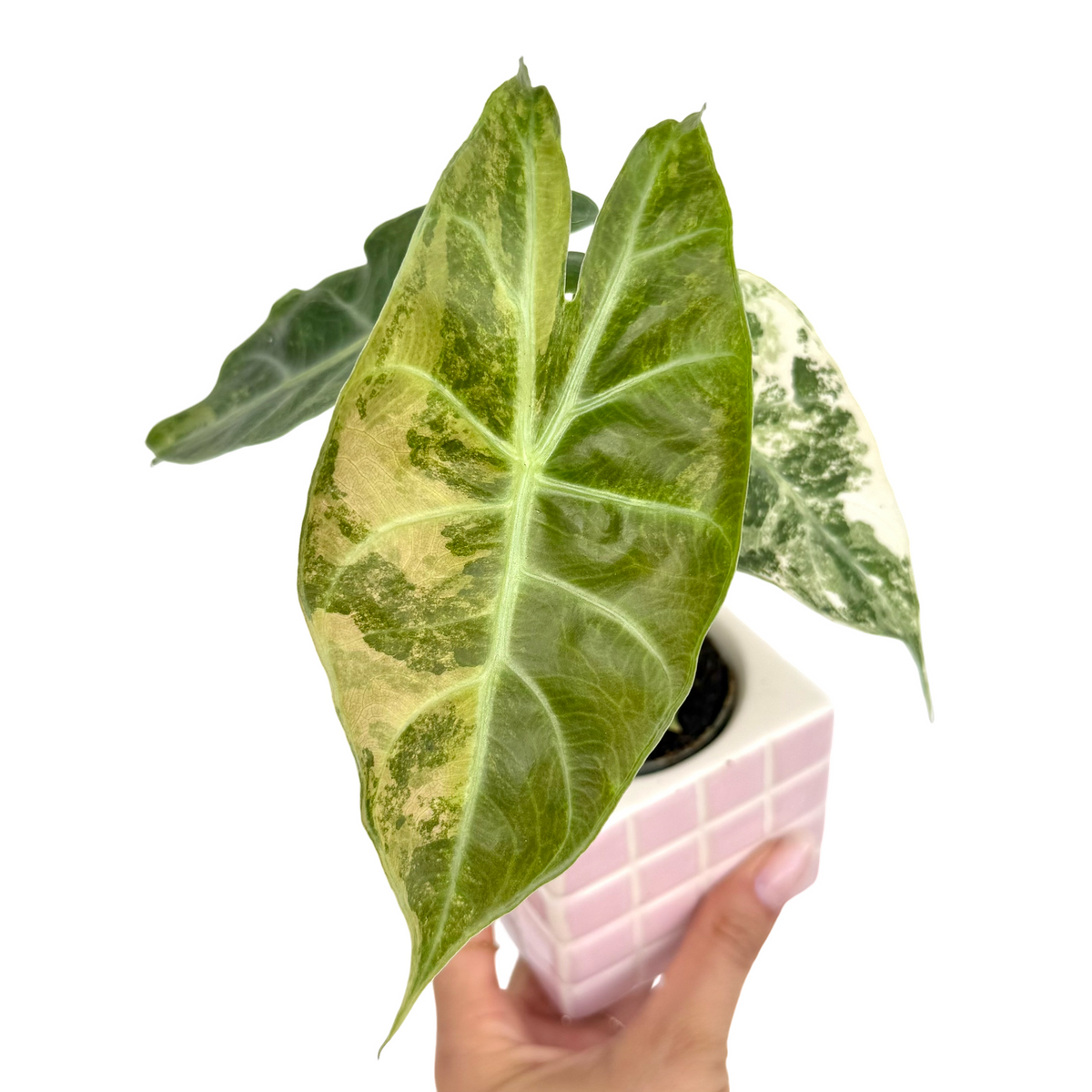 Alocasia Nairobi Nights Aurea aux larges feuilles panachées vert foncé et beige clair, dans un petit pot rose clair