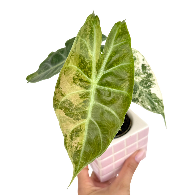 Alocasia 'Nairobi Nights Aurea'