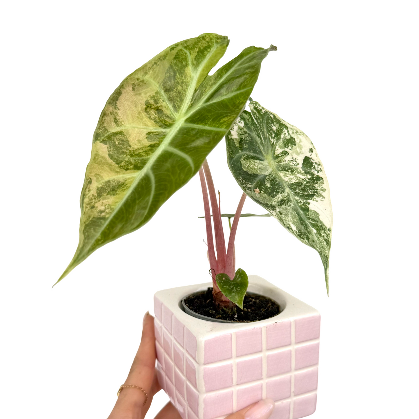 Alocasia 'Nairobi Nights Aurea'