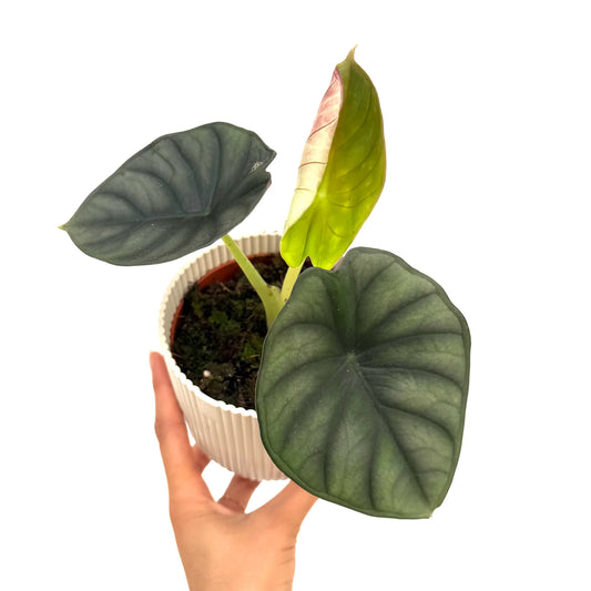 Alocasia Nebula