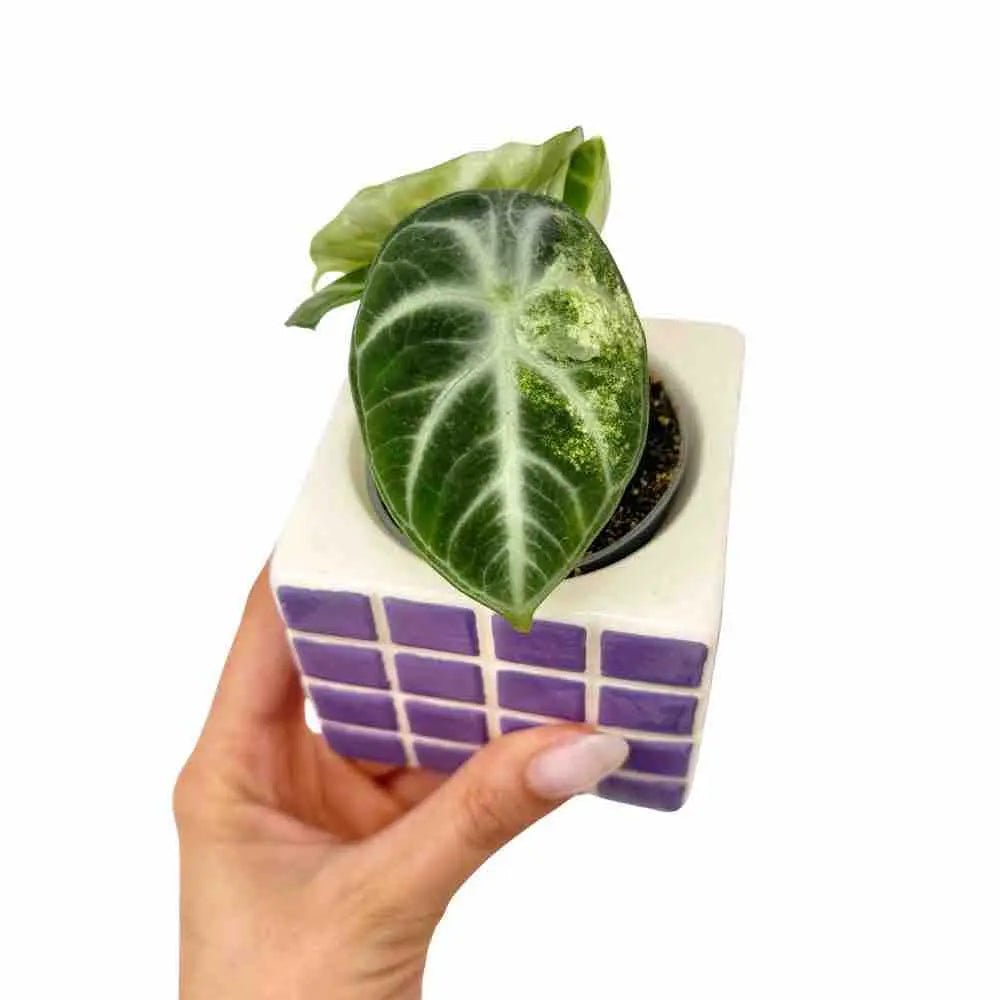 Alocasia Ninja Tricolor - plantandstories