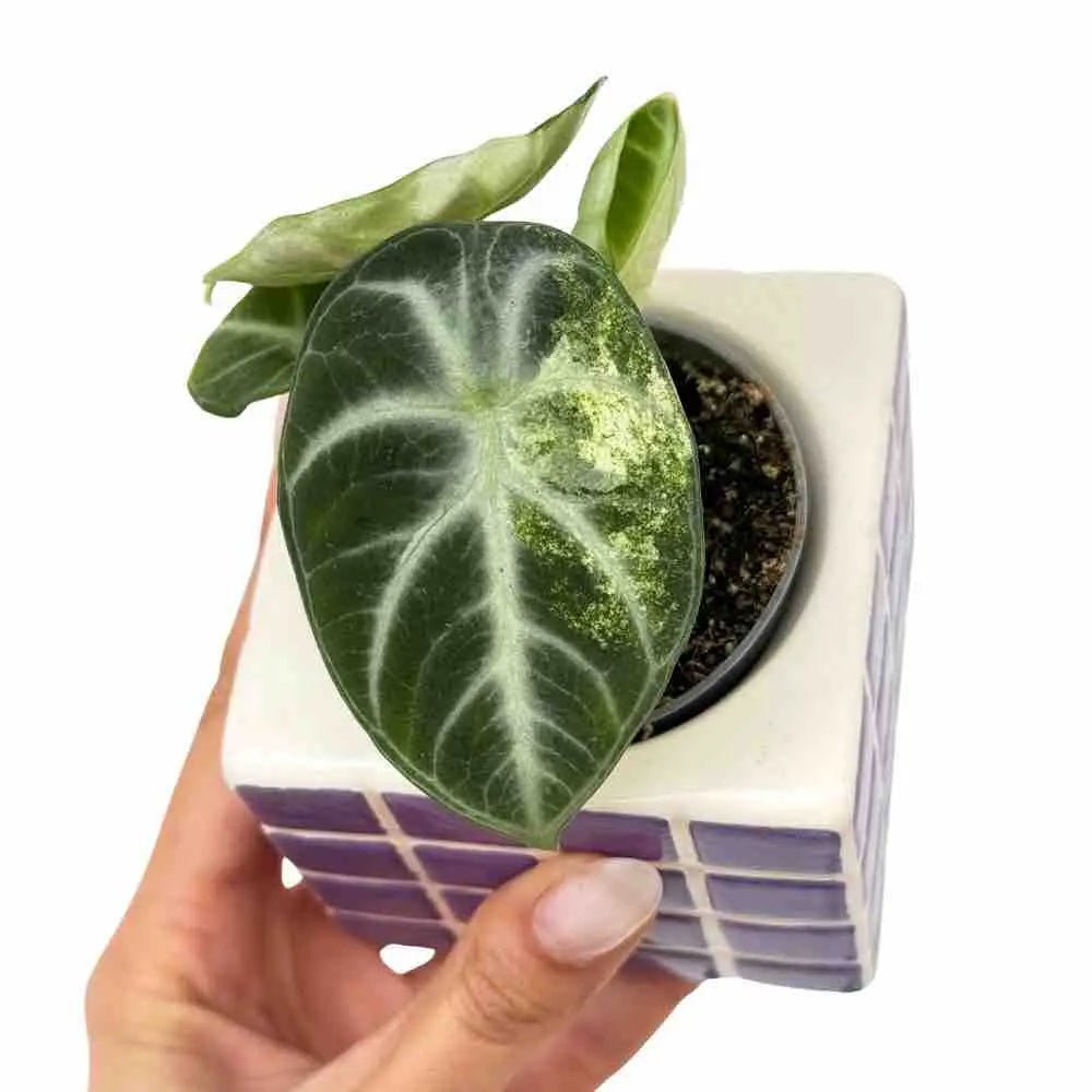 Alocasia Ninja Tricolor Variegated Leaves Collection – plantandstories