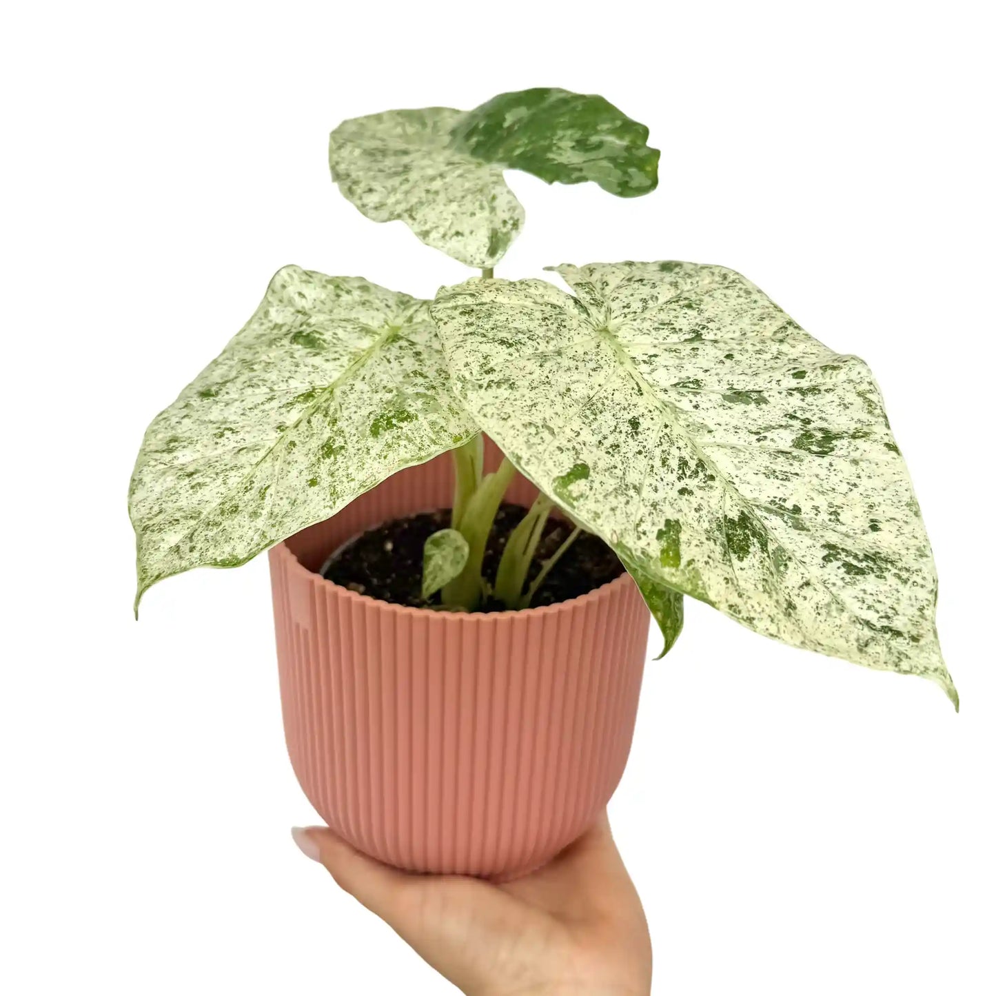 Alocasia Odora Batik Variegata