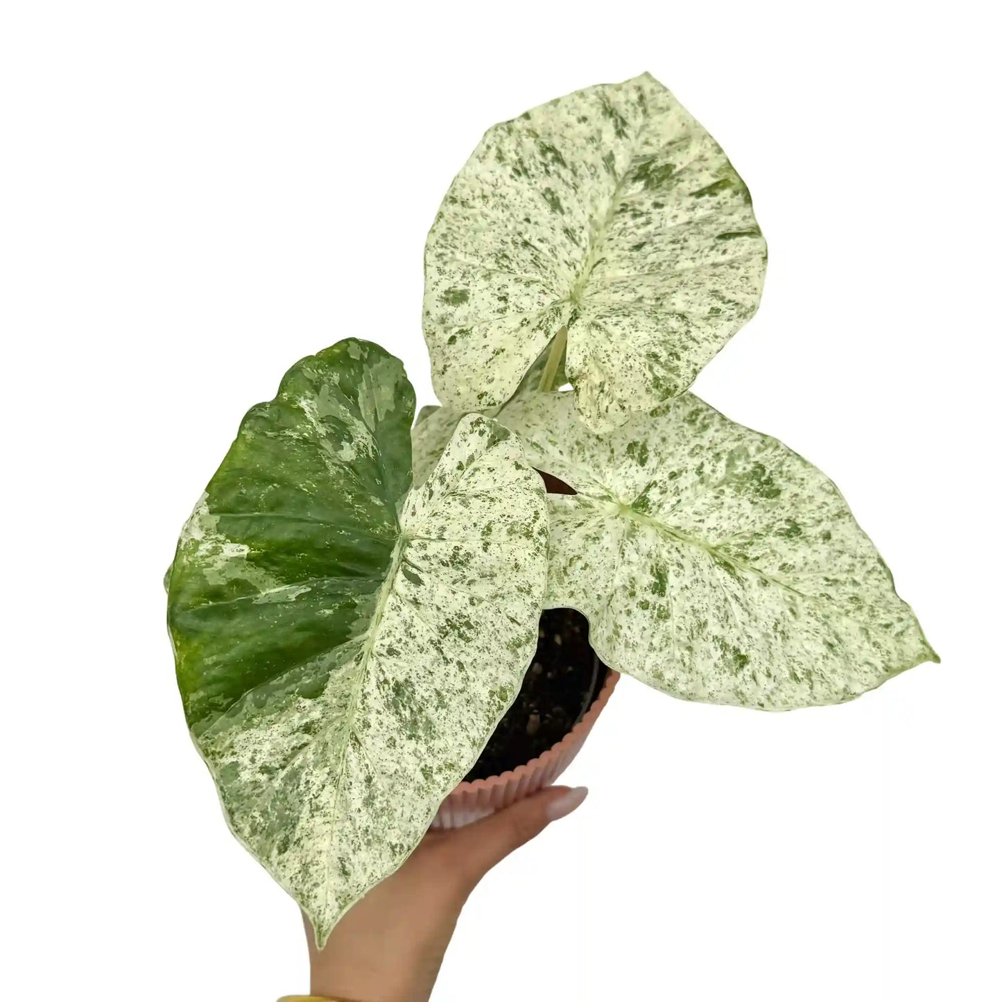 Alocasia Odora Batik Variegata