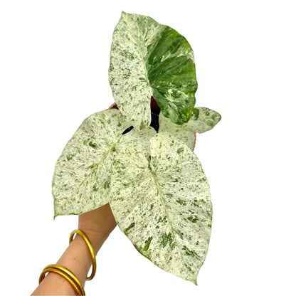 Alocasia Odora Batik Variegata