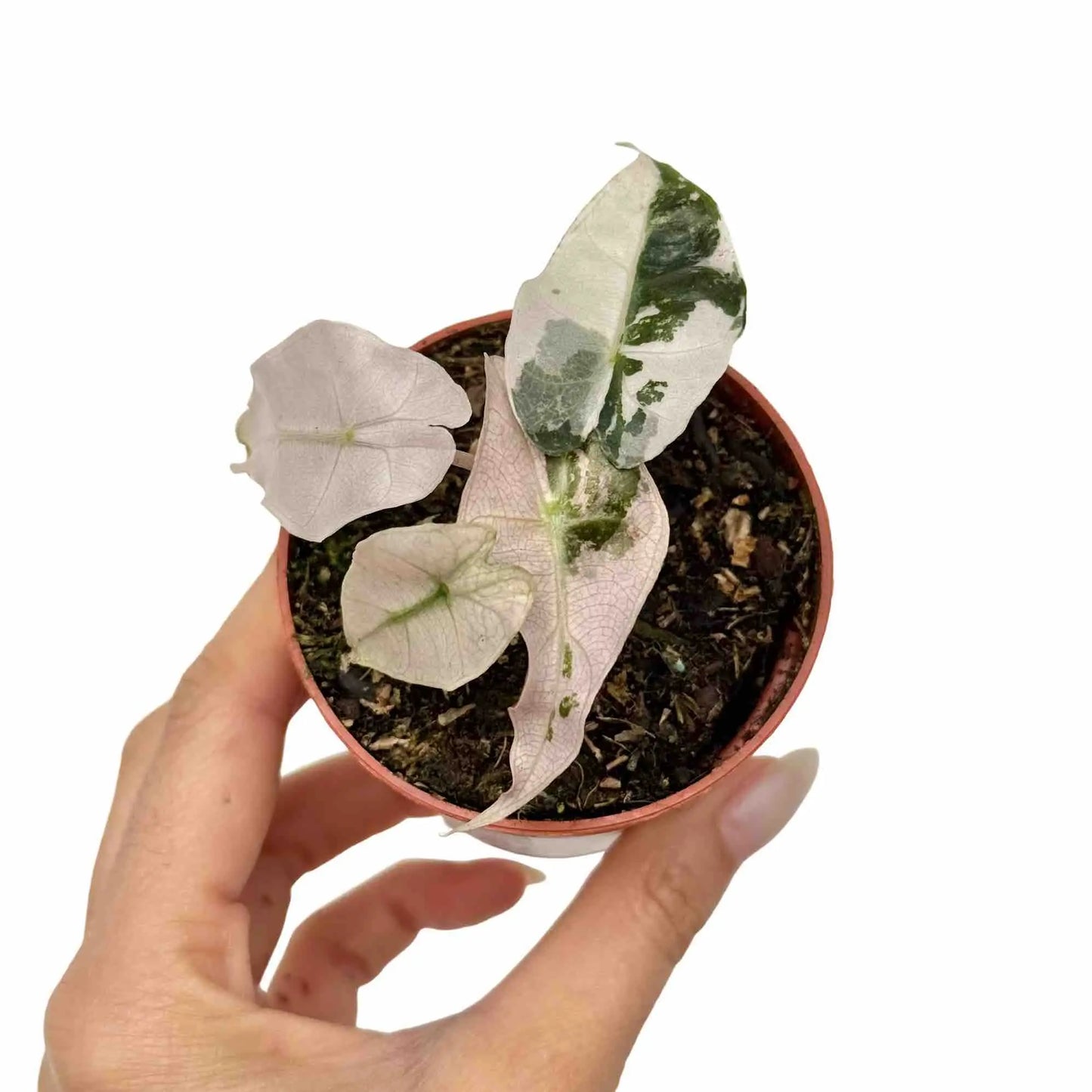 Alocasia Polly Variegata